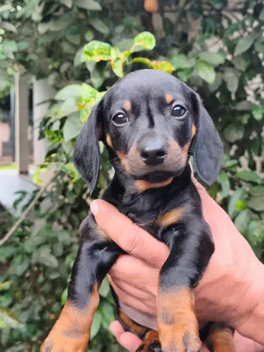 Dach salsicha Cofap 