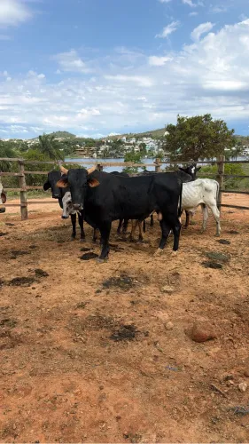 Boi Vaca Bezerro Novilha