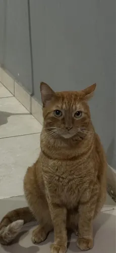 Doação de gato
