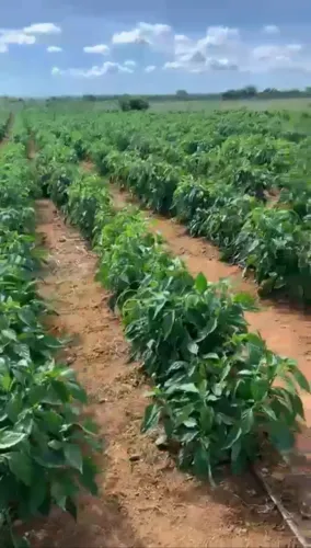 Fazenda produtiva 