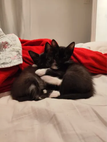 Doa-se 3 gatinhas