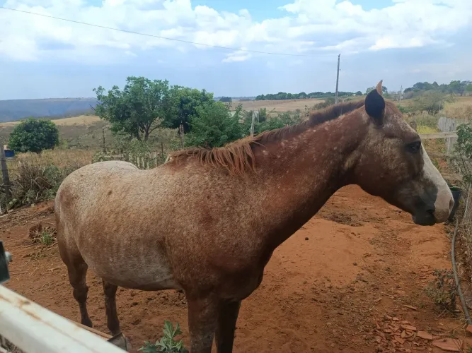 Vende-se Cavalo Quarto de Milha