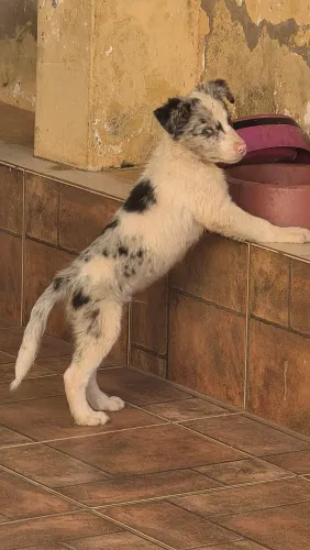 Border collie macho