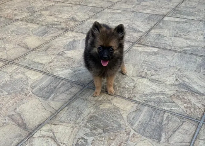 Linda Filhote Spitz alemão Lulu da Pomerânia