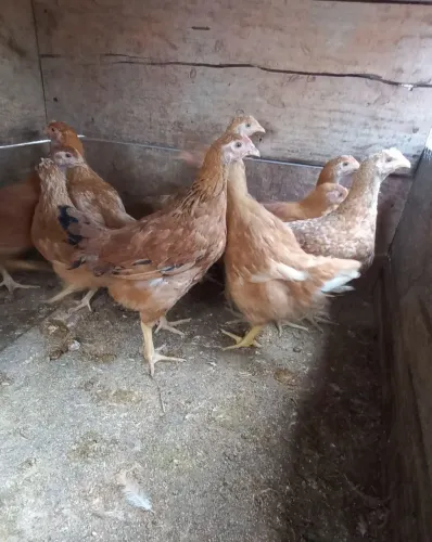 Vendo frangas para recria