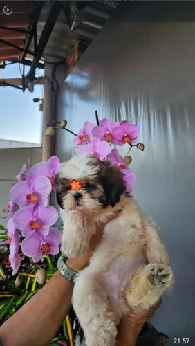 Filhote shihtzu 