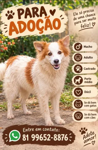 Lindão para adoção