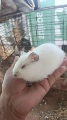 Porquinho da India - filhote