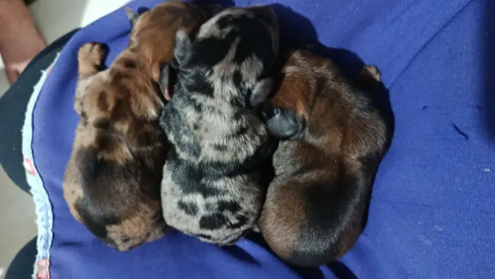 Filhotes de Daschund Arlequins para reserva
