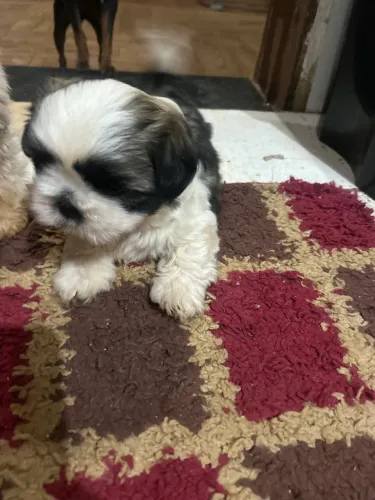 Mini shitzu