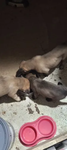 Cachorro raça belga malenoais 
