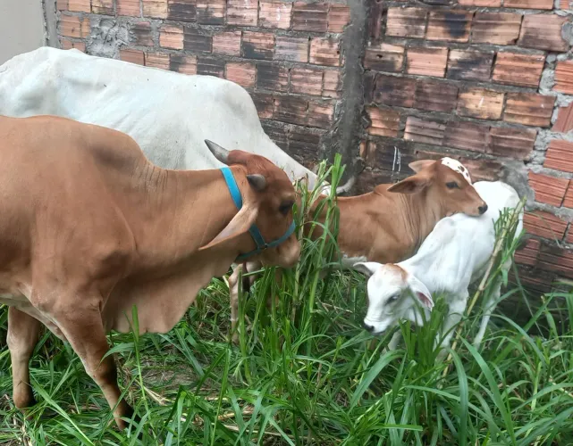  02 vacas com bezerros .