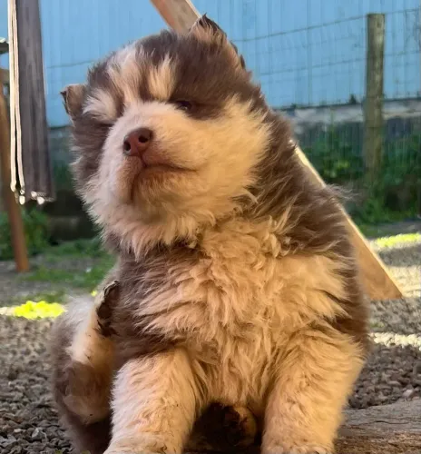 Husky siberiano