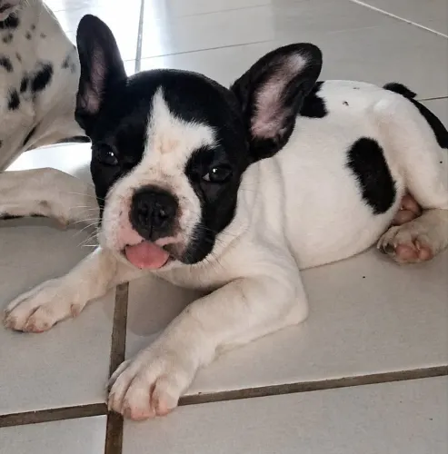 Vendo Bulldog francês macho MICRO