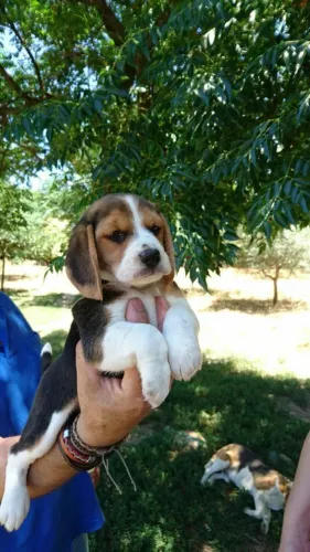 Beagle Seu novo xodó pode estar a um passo de você