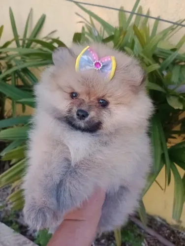 Spitz Alemao Fêmea, micro, Ursinha Baby Face em 10x com Pedigree e entrega.