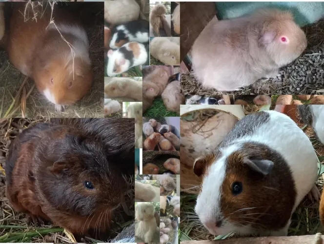 Porquinhos da Índia Fêmeas