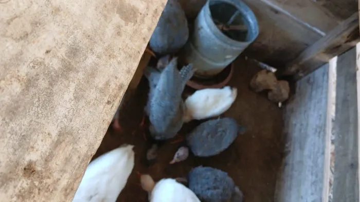 Galinha dangola comum é branca