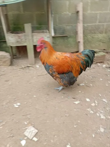 Pinto   orpington 