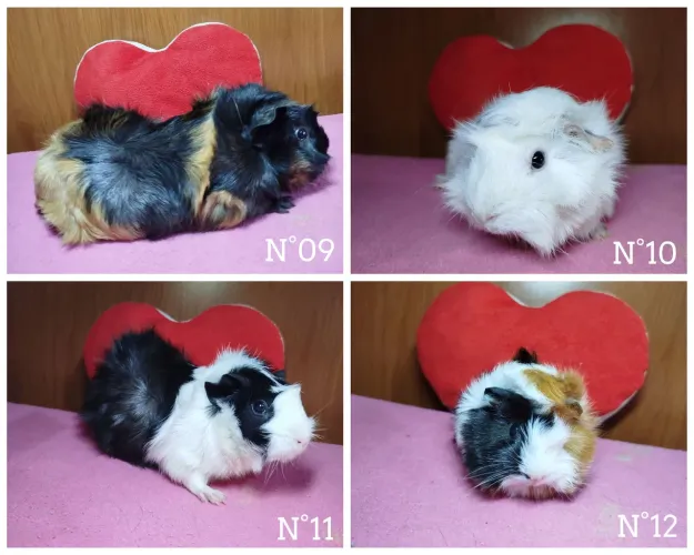 OFERTA Porquinhos da índia Lindas