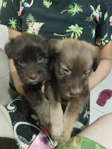Cachorros pra doação 
