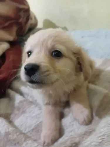 cachorro fofo