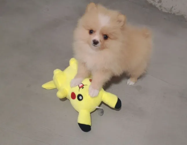 filhotes spitz alemão anão