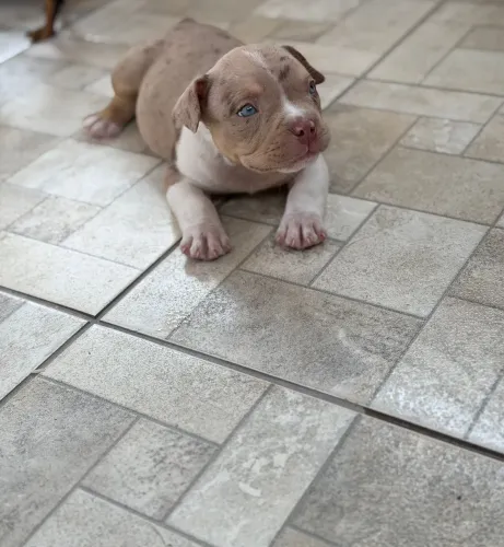 Américan bully - Micro