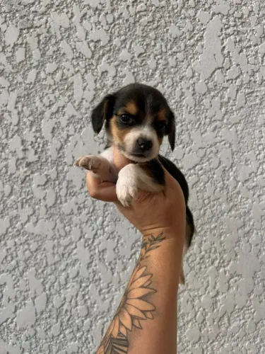 Filhote de Beagle o pequeno explorador que ama descobrir o mundo