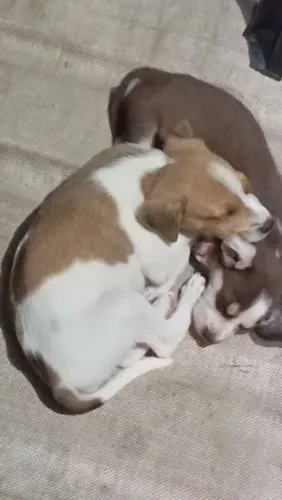 Doação de pets