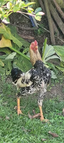 Galos de raça