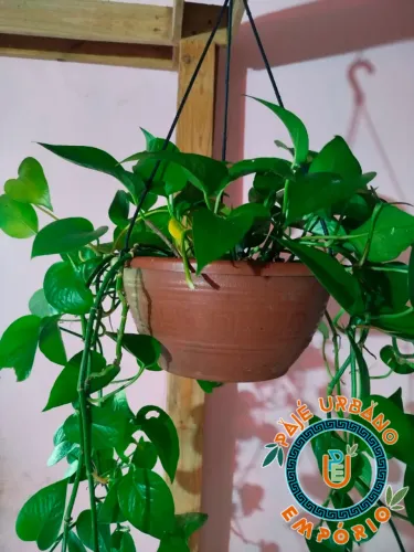 Planta Jiboia Verde | Planta Ornamental - PRONTA ENTREGA!