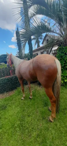 Égua ruana