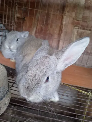 Coelhos Machos