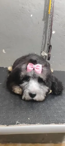 Poodle fêmea 