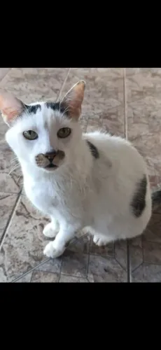 Gato macho castrado