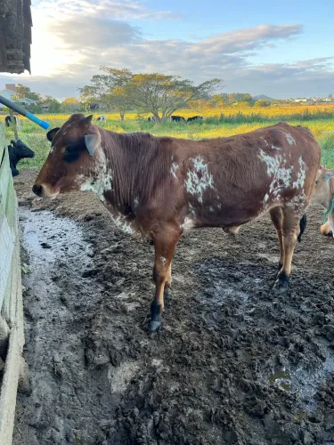 Vende -se terneiros  e novilhas 14,00 o kg 
