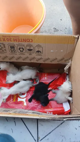 Doação de gatos filhotes