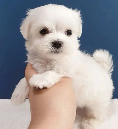 Maltês Cachorrinho disponível para trazer felicidade ao seu dia