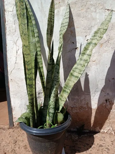 Espada de São Jorge 