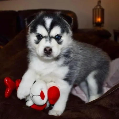 Husky Siberiano Puro Carisma Canino