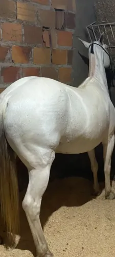 Egua natural de picado 5 anos