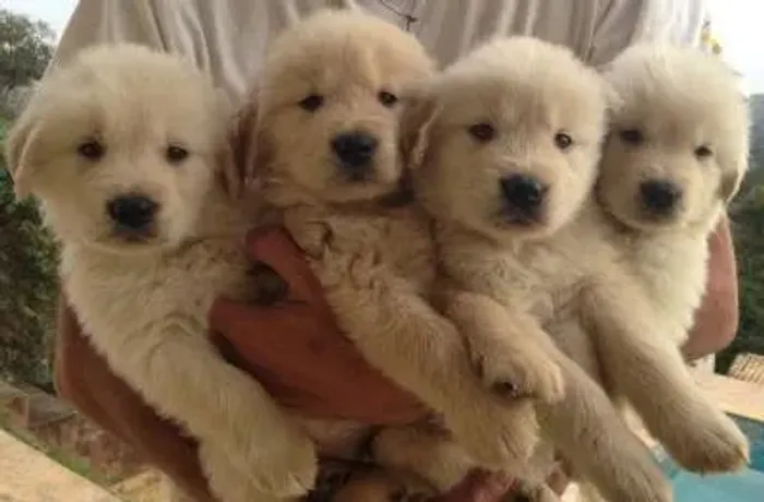 Golden Retriever: O companheiro perfeito com pureza racial e saúde garantida.