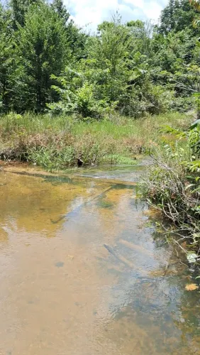 Vende-se terreno agrícola área 50 alqueires ramal urucure Tomé-Açu norte do Brasil Pará br