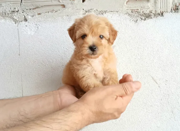 Poodle N1 Bem PEQUENININHO !