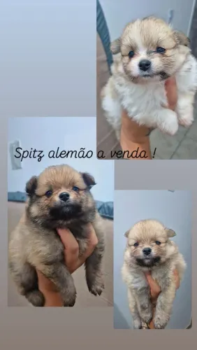 Cachorro