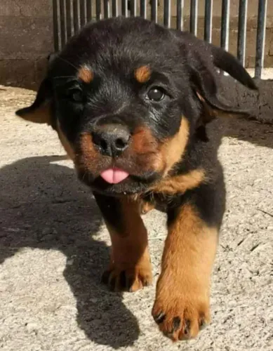 Filhote rottweiler, Seus dias nunca mais serão os mesmos com um filhotinho ao seu lado!