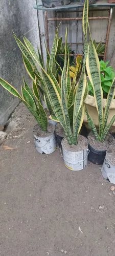 Não entrego