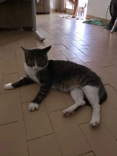 Gato Dócil Macho Castradado (Perdeu a Tutora) - Adoção Responsável