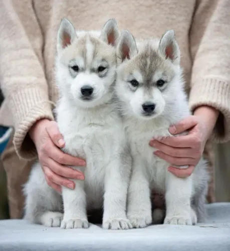 Filhotes de Husky Siberiano | Seu novo amigo de brincadeiras!